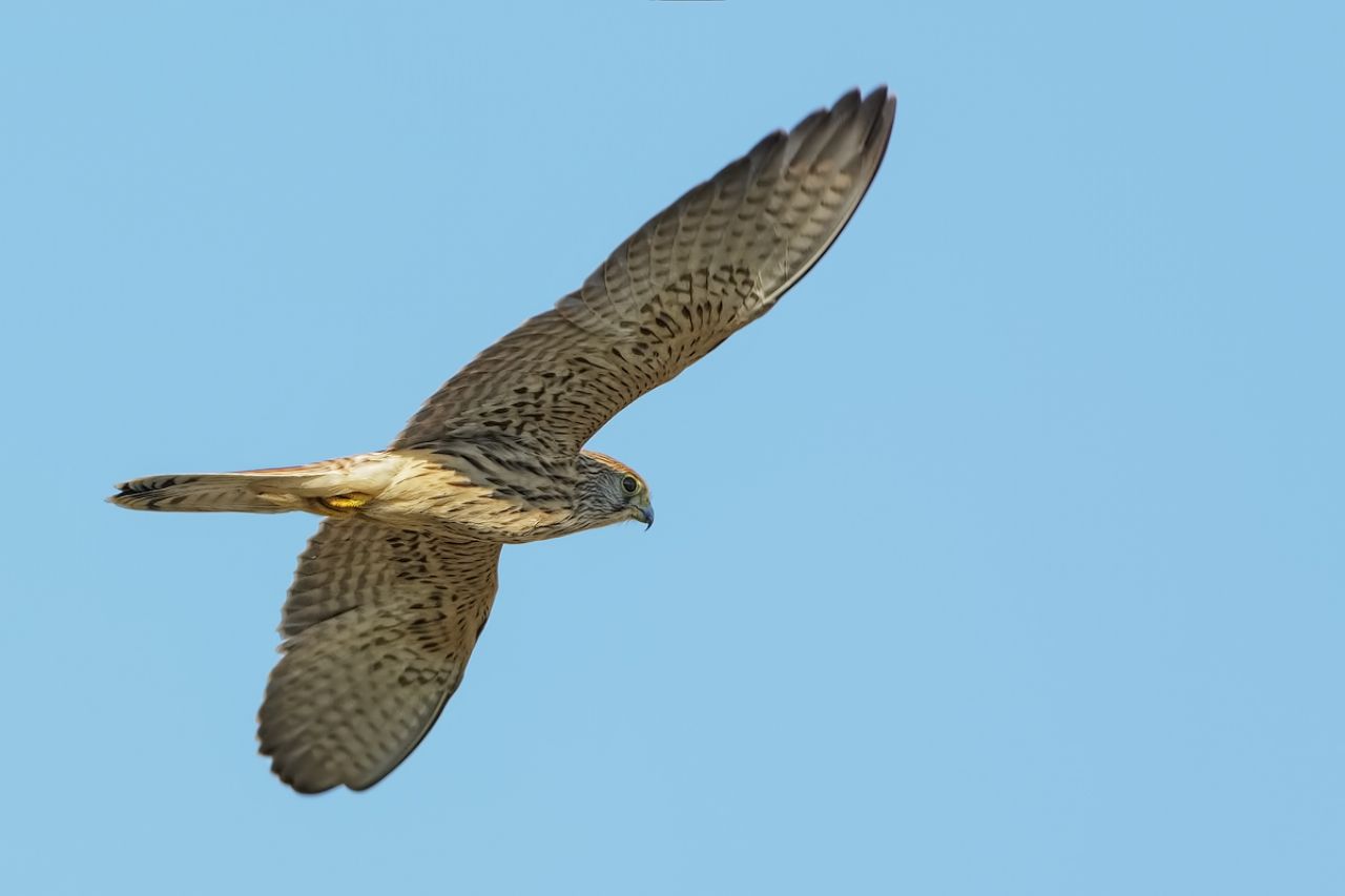 Gheppio (Falco tinnunculus)